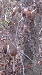305K views · 3.5K reactions | When night walkers become day walkers! Are you ready for the rut? Click below to ensure you have the gear to keep you in the field for those all day sits! https://www.cabelas.com/c/hunting : Drury Outdoors | Cabela's | Facebook