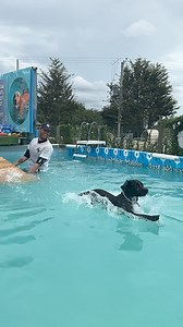 Little Lola’s super slow mo dive! | Canine Dip and Dive Maldon