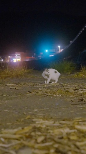 定置網漁船のエンジン音！潮騒！川のせせらぎ！梅雨の晴れ間の真夜中のお散歩！ #熱海 #cat #ジャパニーズ・ボブテイル #伊豆 #野良猫 #相模灘 #保護猫 #猫のいる暮らし