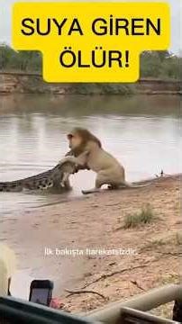 1 Saniyelik Hata: Timsahın Ölümcül Saldırısı#timsah #crocodile #wildlife #predator #avcı #doğaavı