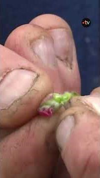 Cold weather: frosts that threaten to endanger fruit harvests