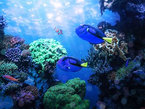 Live Aquarium Cams You Can Enjoy from Your Couch