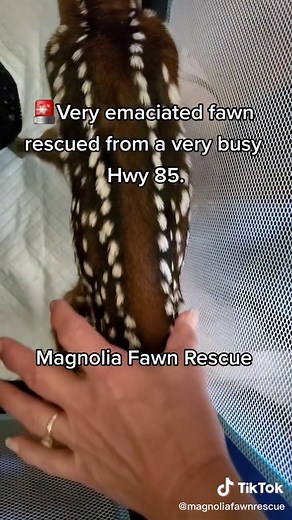 magnoliafawnrescue on TikTok