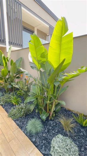 The tropical-Mediterranean evergreen flowerbed #plants #garden #giardino #gardening #gardeningtips