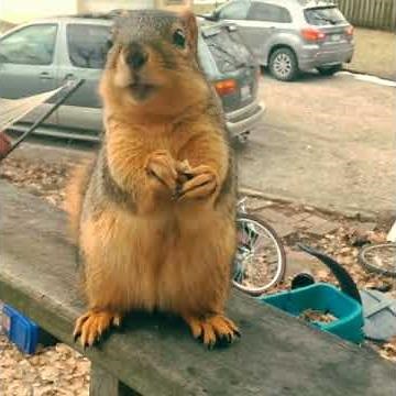 Professional Squirrel Translator (Grateful Talking Squirrel) ORIGINAL!