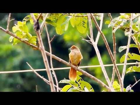 Asian Red-eyed Bulbul Vocalizations | Soft Calls, Songs & Juvenile Sounds