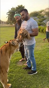 480K views · 10K reactions | Dangerous Tiger Cubs ❤️ #tiger #wildlife #animals #cat #cute | ALi Khan AK | Facebook