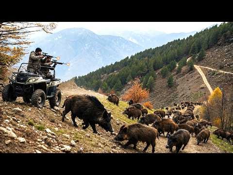 Hundreds of Invasive Wild Boars Swarming the Farm! Farmers' Desperate Pursuit and Hunt