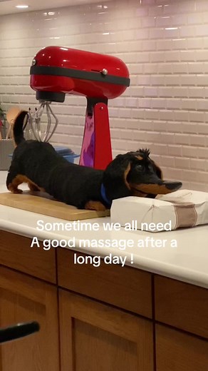 Dachshund's Adventure at Universal Studios Hollywood