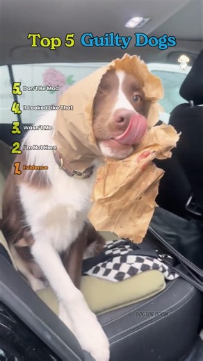 Top 5 Guilty Dogs – Funny Dogs Caught in the Act, Hilarious Reactions & Adorable Pet Moments