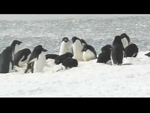 Penguins In Antarctica