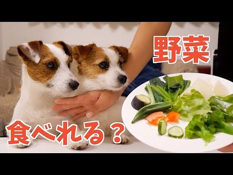 【検証】犬が食べられる9種類の野菜を食べ比べしました/ジャックラッセルテリア