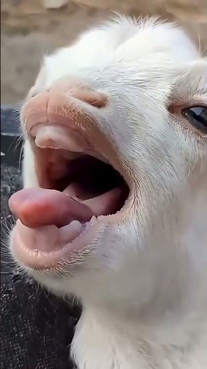 #babylaughing #babylover #cutebaby #trending#babylovermonkey#ghaffarbhai#funnybabyshorts