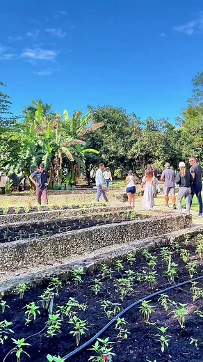 Paradise Farms is a family-owned, regenerative, and organic 17-acre farm in Homestead, just outside of Miami 🌱🌞🚜✨ Here you’ll find fresh, seasonal produce 🥕🍆🍅, farm-made goods 🫙✨, and so much more. They also offer guided farm tours 🌾👩🌾 where you can learn about regenerative growing practices 🌎♻️, explore microgreens 🌱 and edible flowers 🌸, and see where your food truly comes from 🌞🥗 Plus, they’re preparing to launch a new line of clean proteins 🍗🥩, including chicken and beef, al