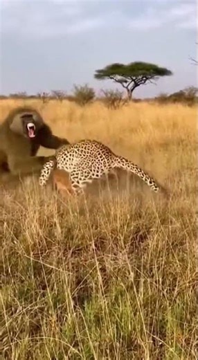 Baboon Rips Leopard Off Antelope Baby 🐒🐆