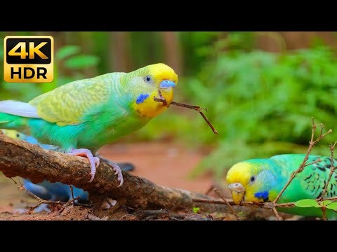 Morning Budgie Sounds in Nature 4K - Playful Parakeets Exploring & Flock Calling