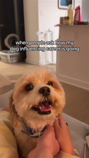 My parents r too obsessed with me #cutedog #cavapoo #doginfluencer | dogs