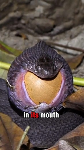 The Snake That Eats Only Eggs🐍🥚