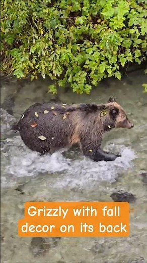 Alaska: Grizzly Bear Looking To Eat Salmon at Creek | Alaskan Wildlife