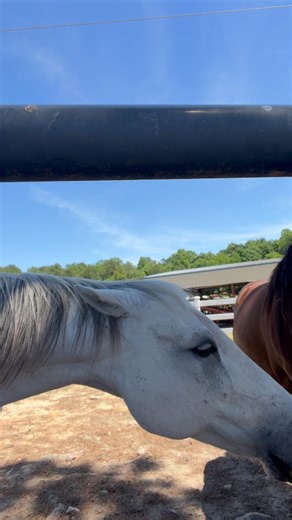 Chilling with my Ruthie #horse #shortsfeed