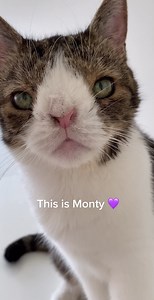 9.5K views · 2.9K reactions | Monty is named after Monty Python 殺 What is your fur kid named after? | Monty | Facebook