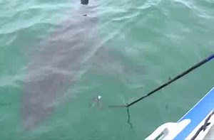 Great white shark attacks inflatable boat.