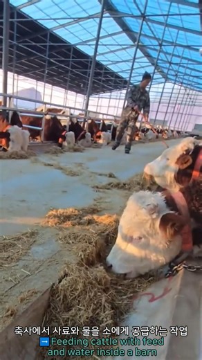 Feeding cattle with feed and water inside a barn