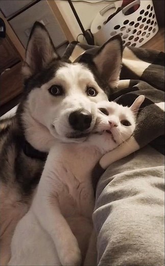 A dog and a cat cute moments together - dog and cat playing adorable moments