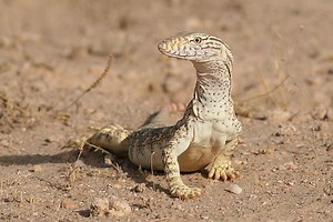 Desert monitor - Alchetron, The Free Social Encyclopedia