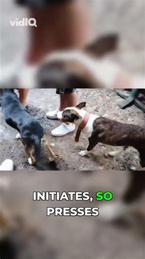 The friendly way to approach a dog 😊