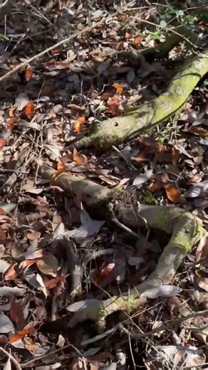 #adventurereview #catahoula