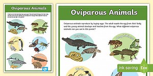 Oviparous Animals Display Poster