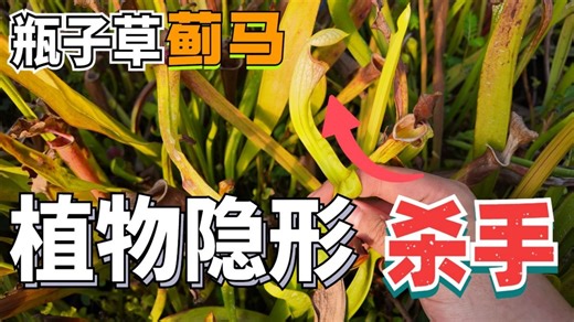瓶子草长蓟马的特征是什么，我们怎么治理？
