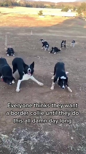 Invest in an Auto Ball Launcher for Your Border Collie