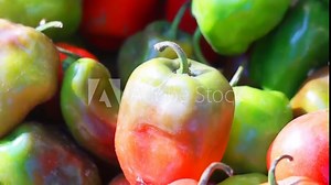 Capsicum chinense (Cabai habanerom, cabai gendol, cabai gendot). The hottest peppers in the world