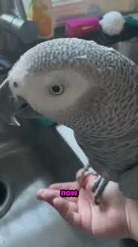 How To Potty Train Your Parrot #parrot #birds #cuteanimals #pets #animals #funny