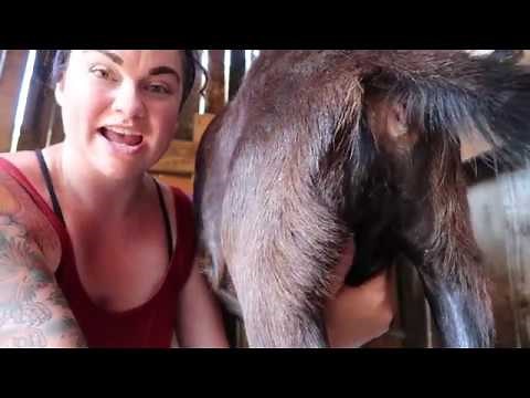 How to Milk a Goat