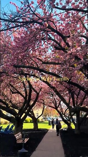 The best time of year on campus 🌸 #holyfamilyuniversity #cherryblossoms #fyp