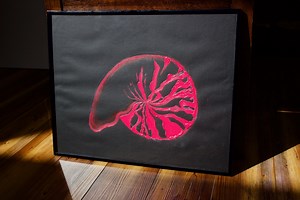 Chambered Nautilus Shell (nautilus Pompilius) Oil Painting- Framed - Etsy Canada