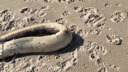 A lifeless marine animal lying on the sandy shore of a beach
