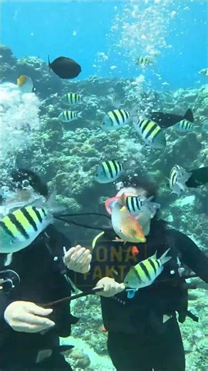 Ikan Obor (Flashlight Fish): Rahasia Cahaya di Palung Laut Terdalam! 💡#LautDalam #Bioluminescence