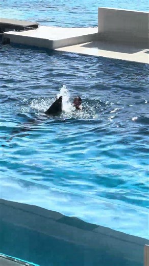 須磨海洋世界 海豚表演