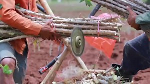 Comment faire pousser du manioc pour une récolte rapide et un rendement optimal? Lien pour regarder la vidéo sur Youtube 👇 https://youtu.be/Pwsaa1JiYJA | Agriculteurs Modernes