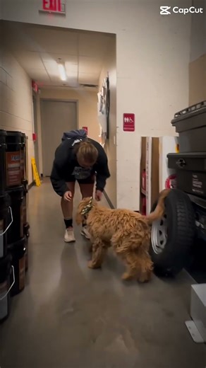 5 mo Goldendoodle Faith ~ Best Goldendoodle Trainers ~ Off Leash K9 Training Phoenix