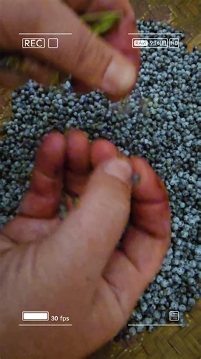 Processing elderberries this past season. After harvesting we go home and destem the elderberries and lay them flat in baskets by our woodstove to dry. Once they are dry i store them in the apothecary to use in tea blends, Elixirs or to reconstitute into a traditional elderberry syrup. #elderberries #plantprocess