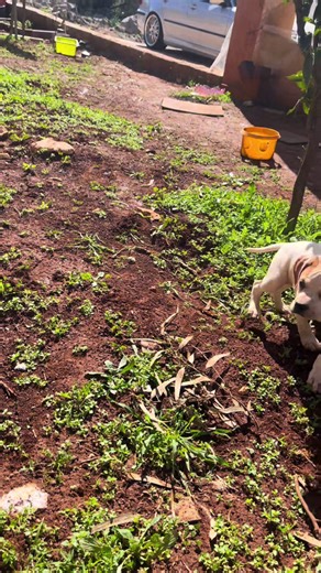 Guide to Training Your Pointer Puppy Effectively