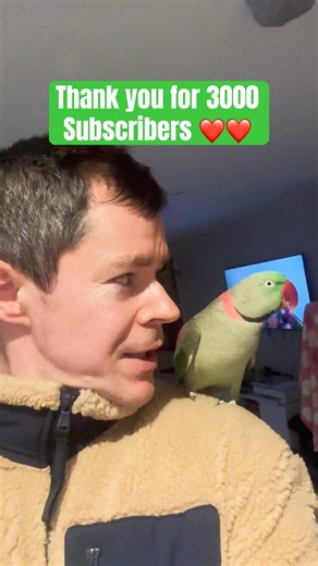 Parrot yo-yo and I #parrot #talkingparot #pets #parrotplaytime