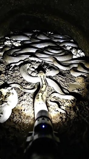 Tiny Mini camera on a python | Exploring a hidden burrow كاميرا صغيرة على ثعبان #Shorts بايثون