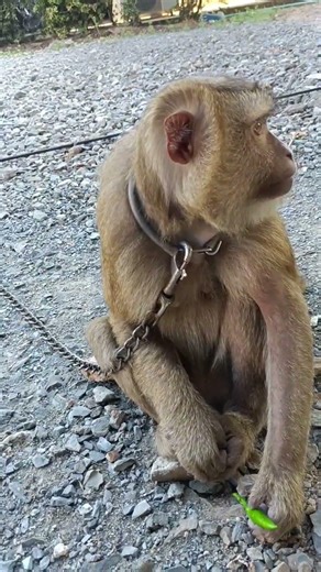 Tes Quality Control Panen Cabe Hijau Hari Ini 🌶️✅