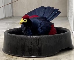 Zulu, the lady ross turaco, reminding you to wash your hands for a full 20 seconds - which is exactly how long this video is. | Cincinnati Zoo & Botanical Garden
